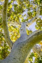 Western Sycamore tree Platanus racemosa seen from below, California Royalty Free Stock Photo