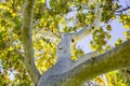 Western Sycamore tree Platanus racemosa seen from below, California Royalty Free Stock Photo