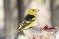 Western Tanager