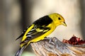 Western Tanager