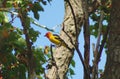 Western Tanager