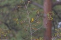 Western Tanager in a Alpine Tree