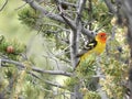 A western Tanager bird on tree in Grand Canyon National Park USA Royalty Free Stock Photo