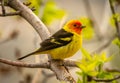 Western Tanager in a Colorado Forest