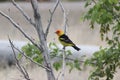 Western tanager Piranga ludoviciana 2 Royalty Free Stock Photo