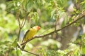 Western Tanager Piranga ludoviciana In Spring Royalty Free Stock Photo