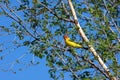 Western tanager in tree