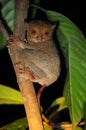 Western Tarsier Royalty Free Stock Photo