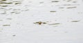 A Western Terrestrial Garter Snake Thamnophis elegans with Its Head out of the Water Swimming Across a Pond in Northern Colorado Royalty Free Stock Photo