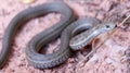 Western Terrestrial Garter Snake - Thamnophis elegans