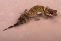 Western thick-tailed gecko, Underwoodisaurus milii