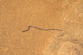 western thread snake slithering along dry dirt Royalty Free Stock Photo