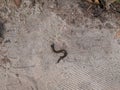Western three toed skink, chalcides striatus, a kind of worm, snake, lizard with tiny legs, striped blind snake, slow worm,