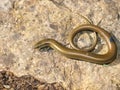 western three toetoed skink, chalcides striatus