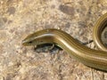 western three toetoed skink, chalcides striatus