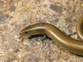 western three toetoed skink, chalcides striatus