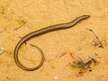 western three toetoed skink, chalcides striatus