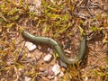 western three toetoed skink, chalcides striatus