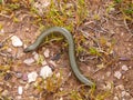 western three toetoed skink, chalcides striatus