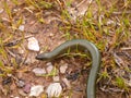 western three toetoed skink, chalcides striatus