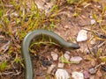 western three toetoed skink, chalcides striatus