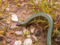 western three toetoed skink, chalcides striatus