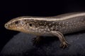 Western three-toed skink, Chalcides striatus