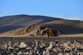 Western Tibet. Brown Yak on the shore of the sacred lake Dangra Dang Ra Gyu Tso in the evening