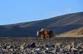 Western Tibet. Brown Yak on the shore of the sacred lake Teri Tashi Namtso in the evening