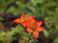 Western Tiger Lily