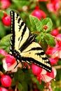 A Western Tiger Swallow tail butterfly, Papilio rutulus, on a fuchsia plant.
