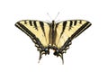 Western Tiger Swallowtail