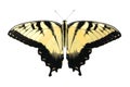 Western Tiger Swallowtail Butterfly Royalty Free Stock Photo