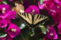 Western Tiger Swallowtail Butterfly Royalty Free Stock Photo