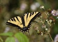 A western tiger swallowtail butterfly on a blackberry flower Royalty Free Stock Photo