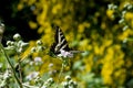 Western Tiger Swallowtail Butterfly close Up Royalty Free Stock Photo