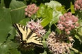 Western Tiger Swallowtail Butterfly with Extended Wings Resting On Milkweed Flower Royalty Free Stock Photo