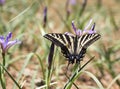 Western Tiger Swallowtail Butterfly