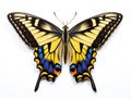 Ai Generated illustration Wildlife Concept of Western Tiger Swallowtail Butterfly isolated white Royalty Free Stock Photo