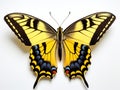 Western Tiger Swallowtail Butterfly isolated white Royalty Free Stock Photo