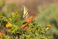 Western Tiger Swallowtail butterfly on Lantana flowers