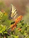 Western Tiger Swallowtail butterfly on Lantana flowers