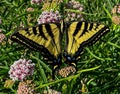 Western Tiger Swallowtail Butterfly sipping nectar in Medford, Oregon Royalty Free Stock Photo