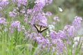 Western Tiger Swallowtail butterfly Royalty Free Stock Photo