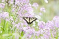 Western Tiger Swallowtail butterfly Royalty Free Stock Photo