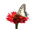 Western Tiger Swallowtail Butterfly on zinnia flower Royalty Free Stock Photo