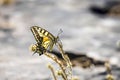 Western Tiger Swallowtail (Papilio rutulus)