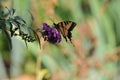 Western Tiger Swallowtail Papilio rutulus Butterfly on Butterfly Bush Royalty Free Stock Photo