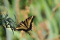 Western Tiger Swallowtail Papilio rutulus Butterfly on Butterfly Bush