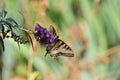 Western Tiger Swallowtail Papilio rutulus Butterfly on Butterfly Bush